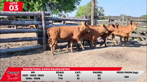 Lote LOTE 3