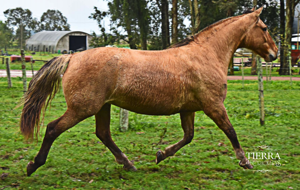 Lote Dinga la higuera