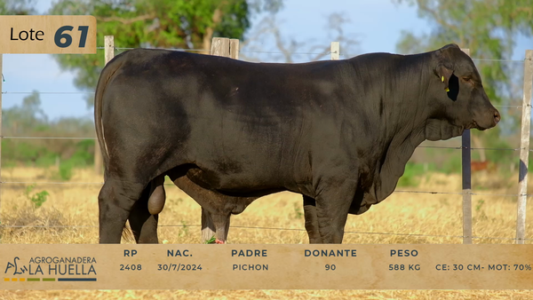 Lote LOTE 61