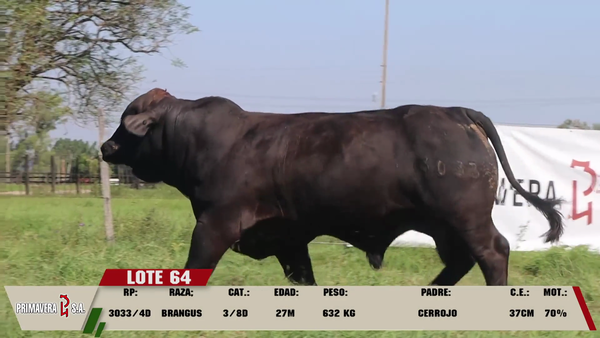Lote LOTE 64