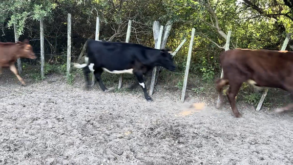 Lote TERNEROS Y TERNERAS