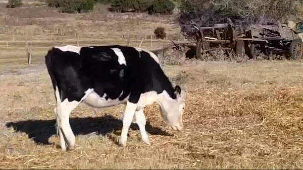 Lote (Vendido)Novillos 1 a 2 años HOLANDO/ HEREFORD 300kg -  en CUFRE