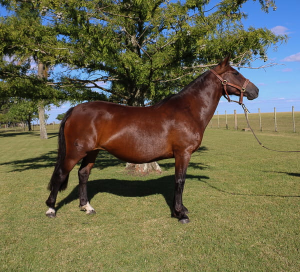 Lote REDY TROPILLERA