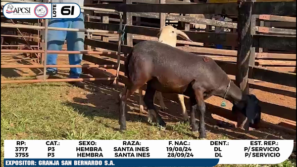 Lote LOTE 61