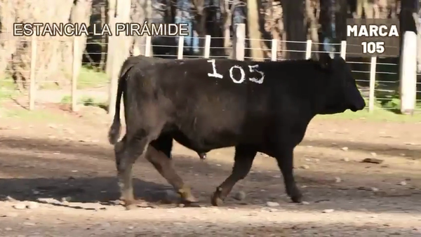 Lote 1 Toro