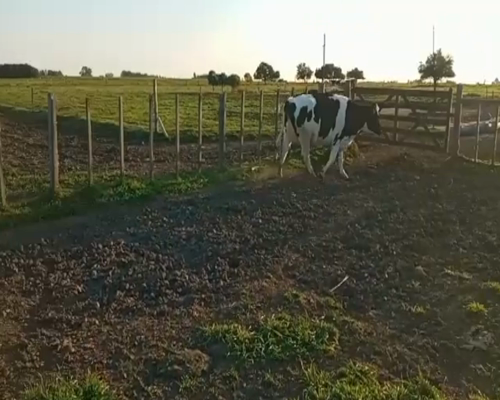 Lote (Vendido)2 Vaquillonas  HO en Panta