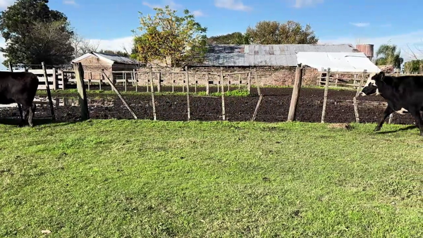 Lote VACAS PREÑADAS