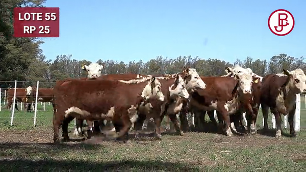Lote VAQUILLONAS PREÑADAS Polled Hereford -PARICION OTOÑO 2024-