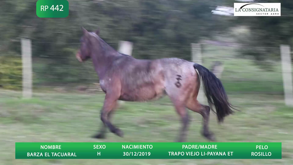 Lote BARZA EL TACUARAL