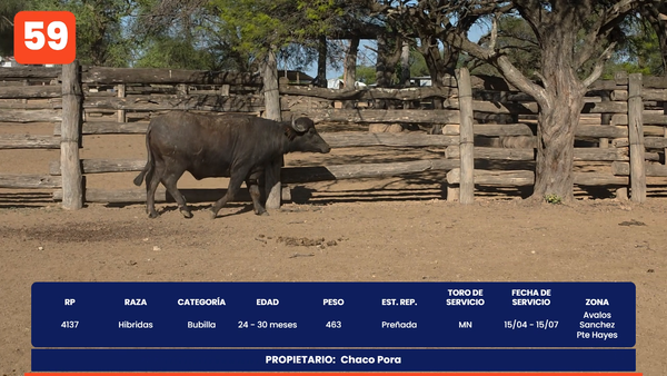 Lote LOTE 59