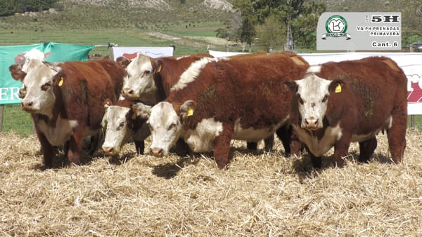 Lote VACAS HEREFOD PREÑADAS Y PARIDAS
