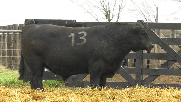 13 - 40394N — TOROS ANGUS PURO CONTROLADO