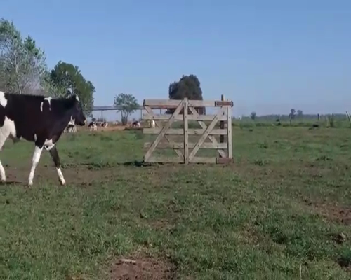 Lote 18 Terneros en Brandsen, Buenos Aires