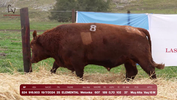 Lote Lote 3 Toros - RP 824
