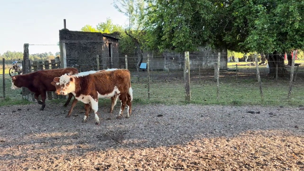 Terneros y Terneras