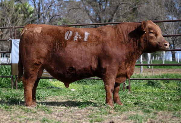 Lote TOROS PUROS CONTROLADOS
