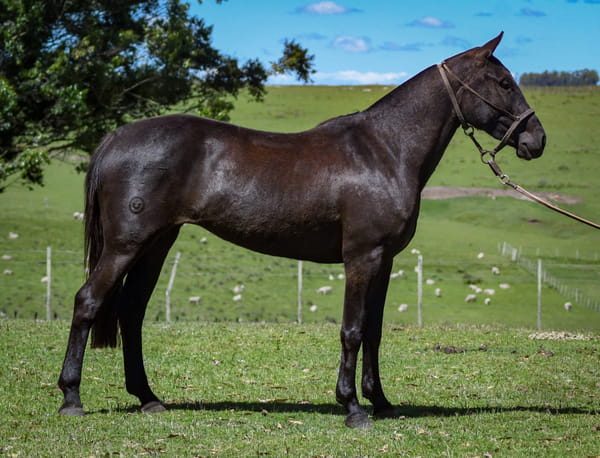 Lote Rayada La Calavera