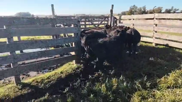 Lote 9 Terneros, San José