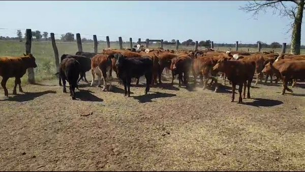 Lote 70 Terneras en Quitilipi, Chaco
