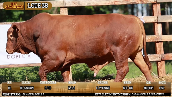 Lote LOTE 38 - VIVO