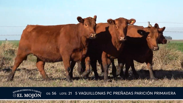 Lote COLORADAS PREÑADAS PARICIÓN PRIMAVERA