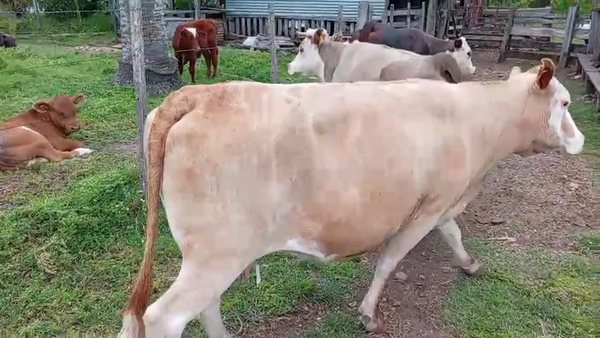 Lote Vacas gordas