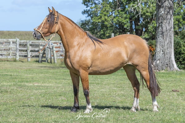 Lote Espada de Los Recuerdos