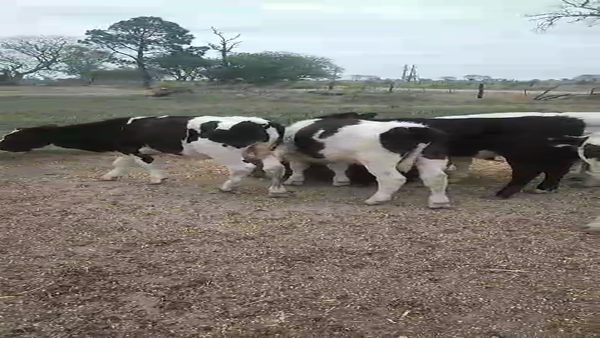 Lote 25 Novillitos Holando Argentino en Col. Bigand en Santa Fe