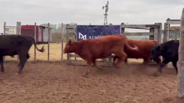 Lote 70 TERNS. MACHOS, EN GUAMINI, BS. AS.