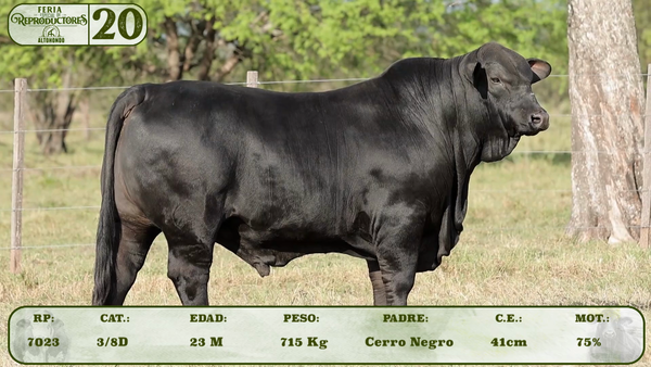 Lote LOTE 20