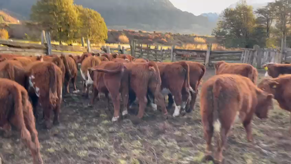 Lote 48 Ternero en Coyhaique, XI Región Aysén