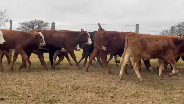 Lote 100 Terneros/as en Corrientes, Curuzú-Cuatiá