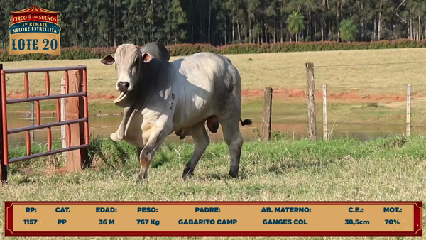Lote LOTE 20