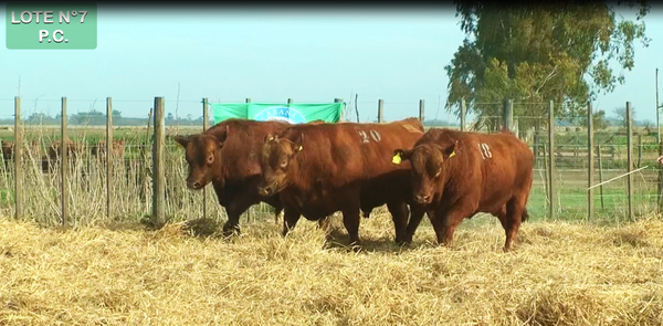 Lote TOROS PUROS CONTROLADOS