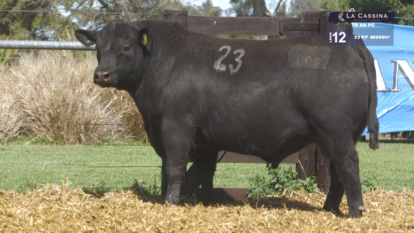 23 40080N* — TOROS ANGUS PURO CONTROLADO