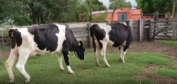 Lote 2 Vaca en San José