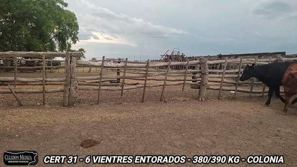 Lote 6 Vientres Entorados en Agraciada, Soriano