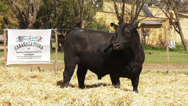 Lote TOROS PUROS CONTROLADOS