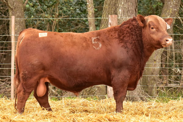 45510 — TOROS ANGUS PC