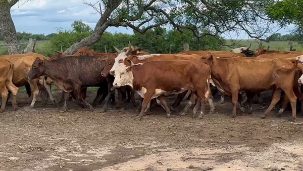 Lote 100 Vacas de invernar en Ituzaingó, Corrientes
