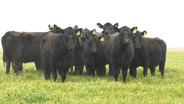 Lote VACAS ANGUS NEGRAS PC C/GTÍA DE PREÑEZ