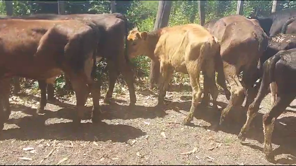 Lote 31 Terneros Kiwi en Ecalda