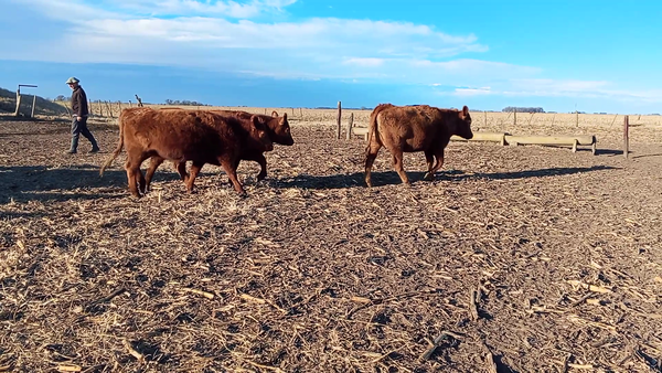 Lote 21 Vaquillonas C/ gtia de preñez en Salazar