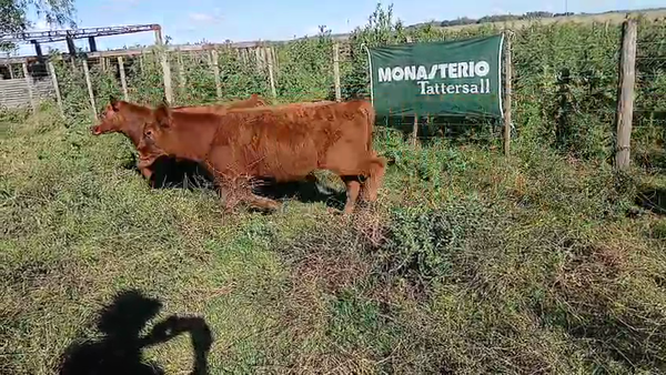 Lote 34 Terneros y ras en DAIREAUX