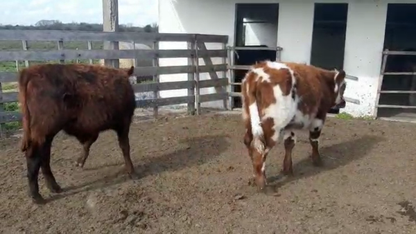 Lote 2 Terneros NORMANDO Y CRUZAS 170kg - , San José