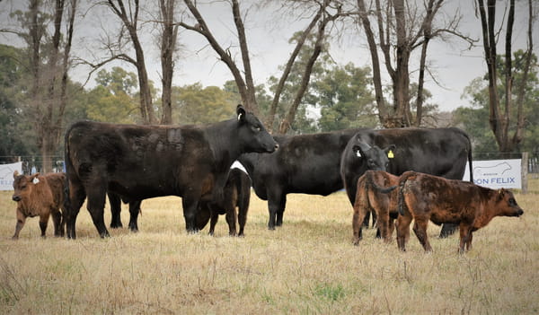 Lote "Cabaña ""Don Felix"" Vaquillonas PC"