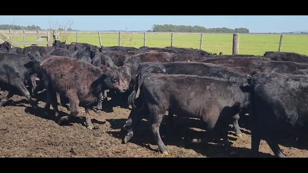 Lote 98 Terneros en Tandil