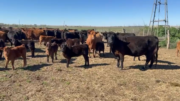 Lote 65 Terneras