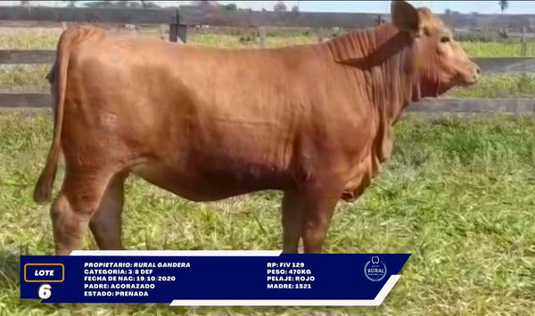 Lote LOTE 6