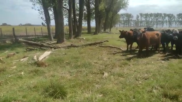 Lote 16 Vacas medio uso C/ gtia de preñez en Chivilcoy, Buenos Aires